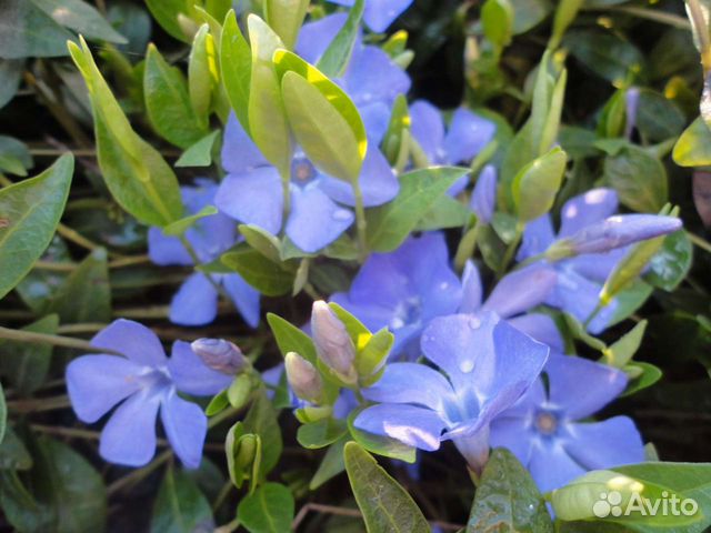 Почвопокровные многолетники