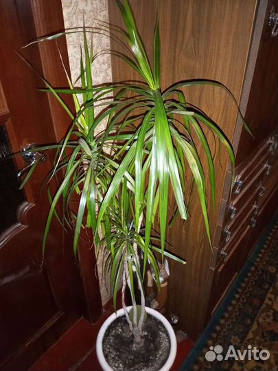 Пальма драцена