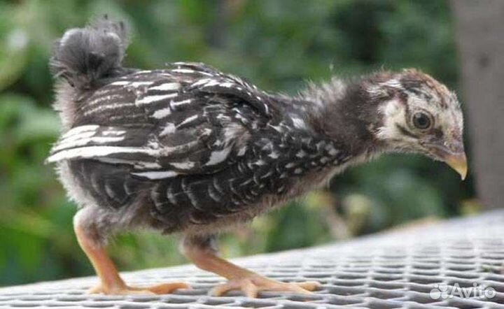 Виандоты Стандарт,Джерси,Орпингтон золотоокайм