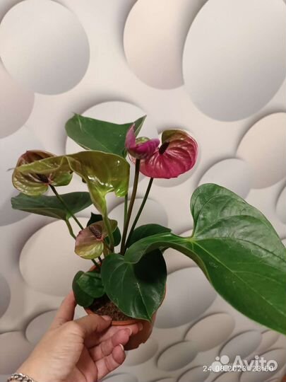 Антуриум Пурпл харт(Тессоро )