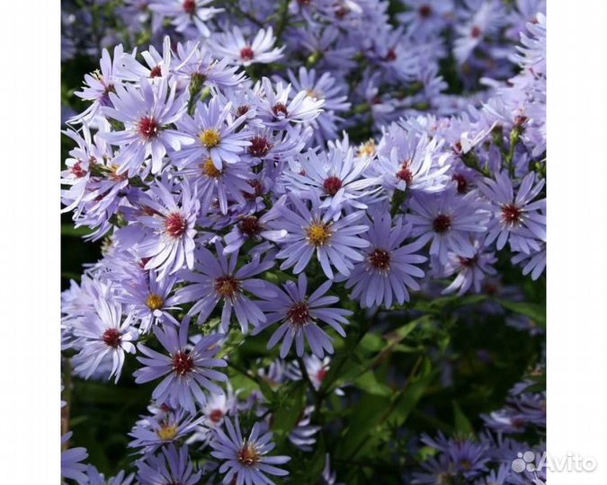 Астра n.b. Little Carlow