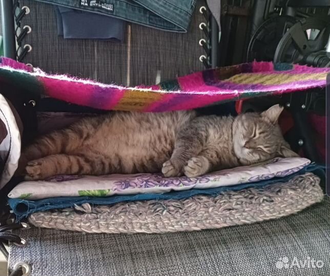 Кошка в добрые руки