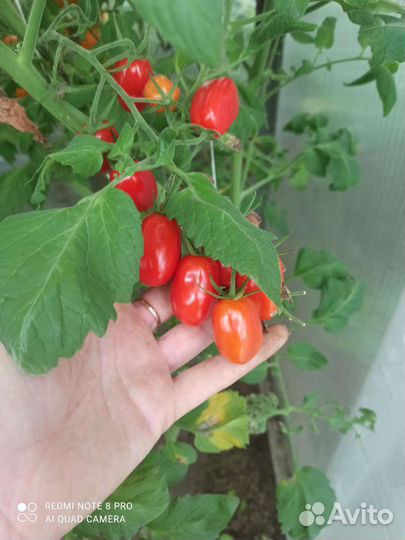 Помидоры черри