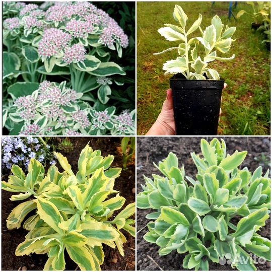 Многолетники для сада