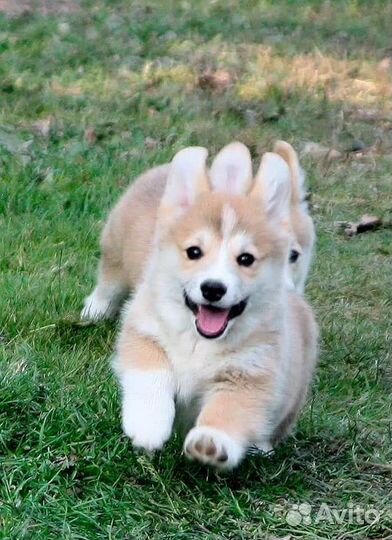 Вельш-корги Пемброк щенки