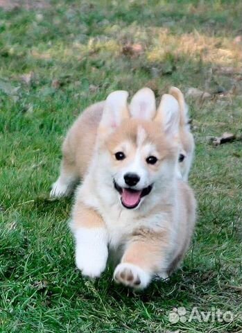 Вельш-корги Пемброк щенки