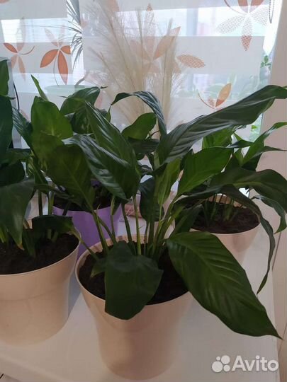 Комнатные цветы