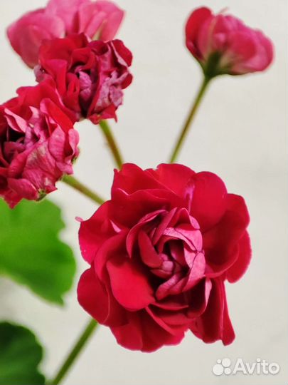 Герань розебудная