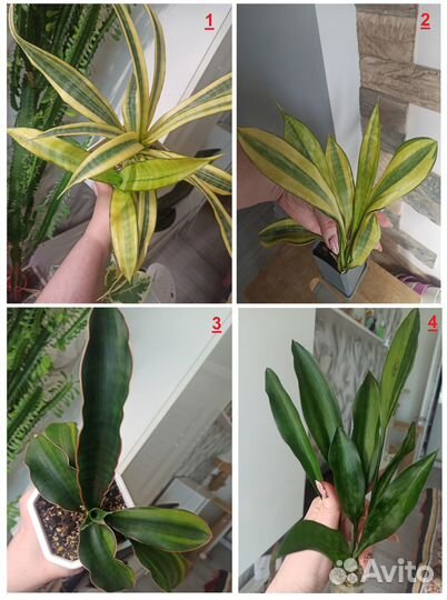 Сансевиерия /Сансевиерии