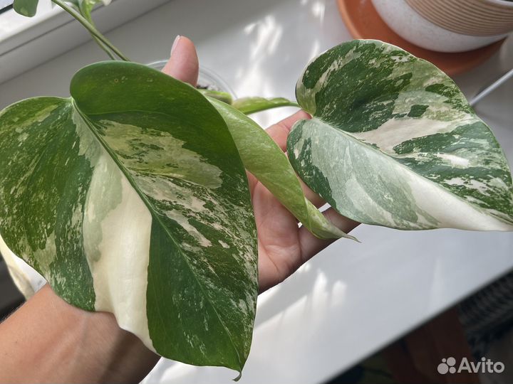 Монстера вариегатная альба