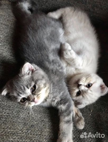 Шотландские вислоухие котята