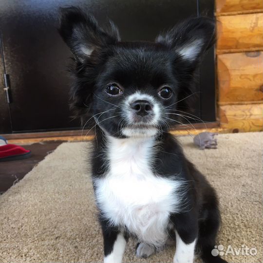 Чихуахуа девочка