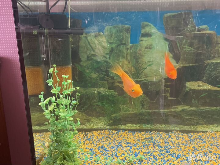 Аквариум с тумбой 200 литров