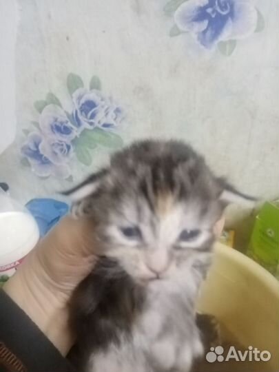 Котята майн-кун