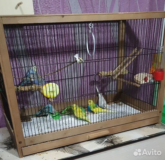 Волнистые попугаи