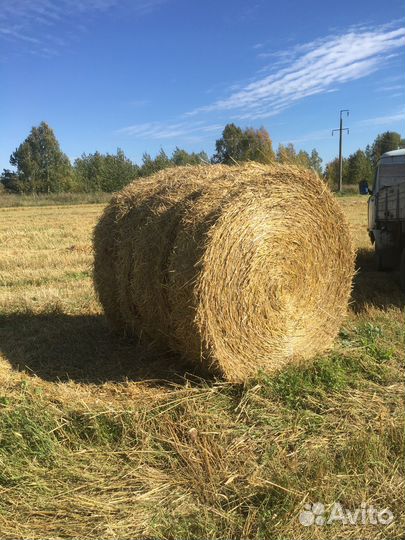 Солома в тюках пшеничная