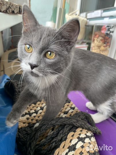 Котёнок в добрые руки (девочка)