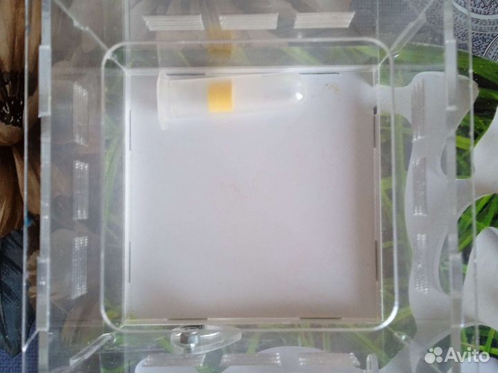 Формикарий