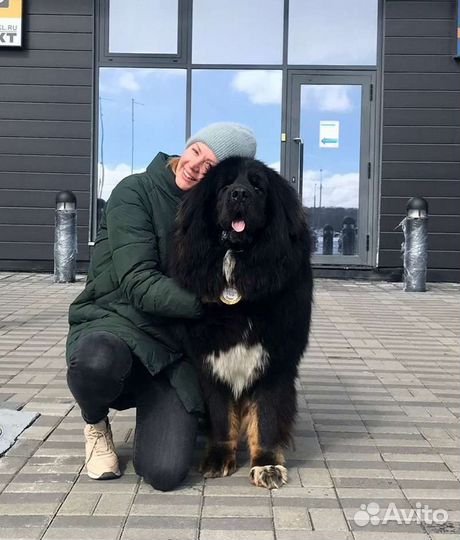 Кинолог/Социализация/Коррекция/Передержка