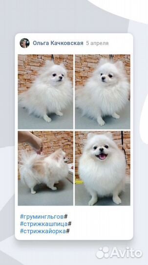 Груминг собак кошек