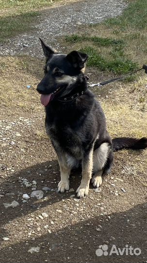 Собака в добрые руки отдам бесплатно