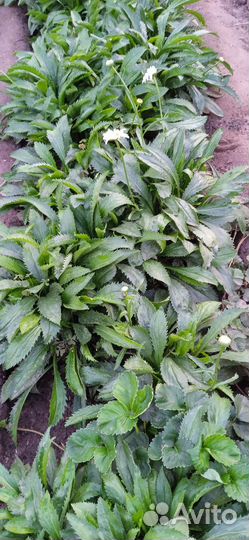 Рассада цветов