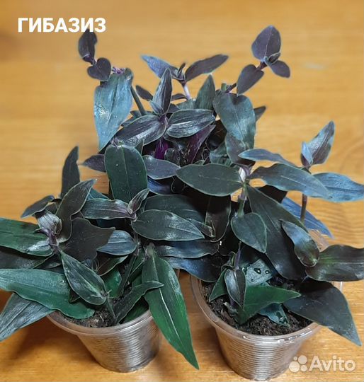 Традесканции сортовые 1