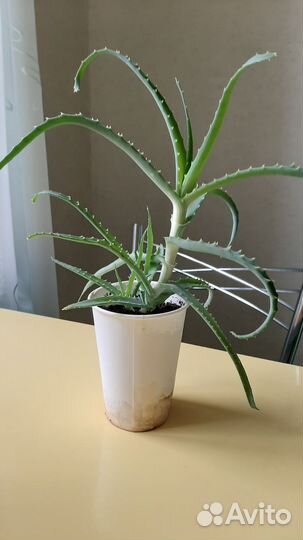 Алоэ столетник