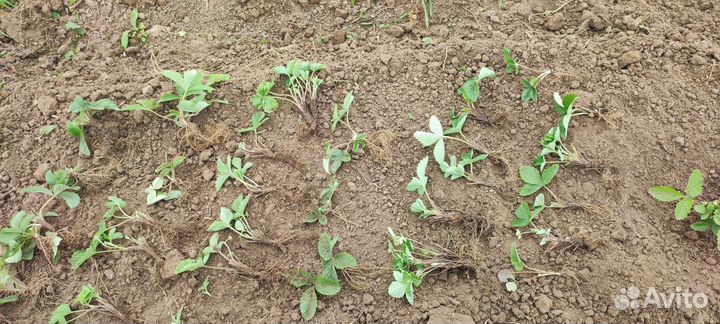 Земляника ремонтантная