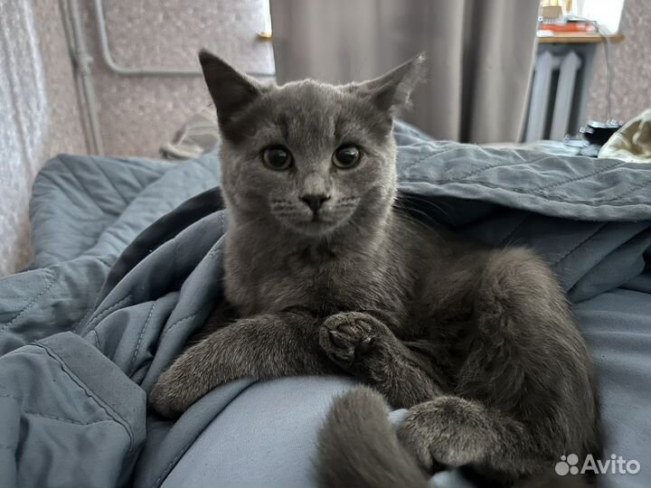 Котенок ищет дом