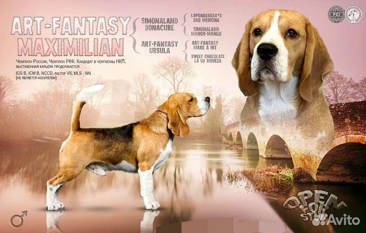 Бигль вязка