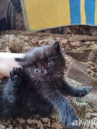 Кошки