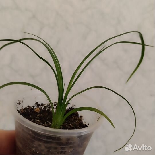 Бокарнея нолина