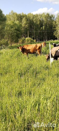 Продаю коров