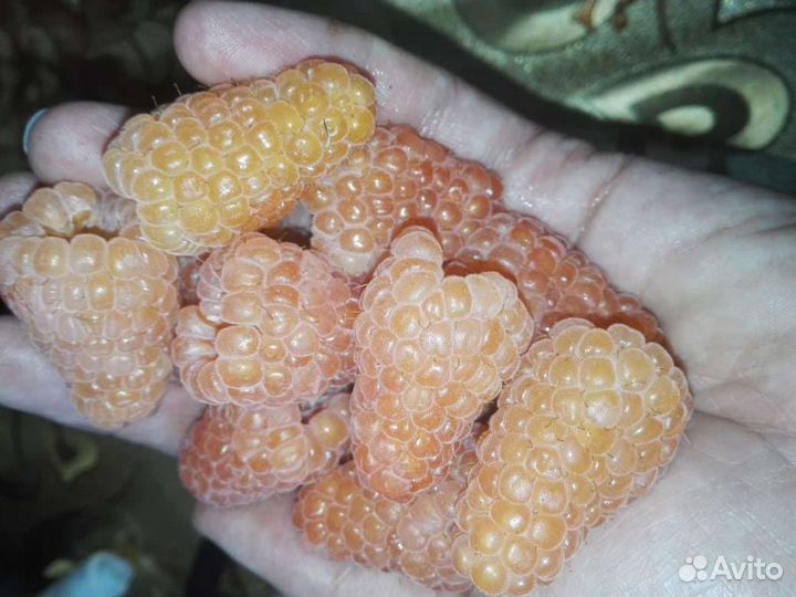 Саженцы малины