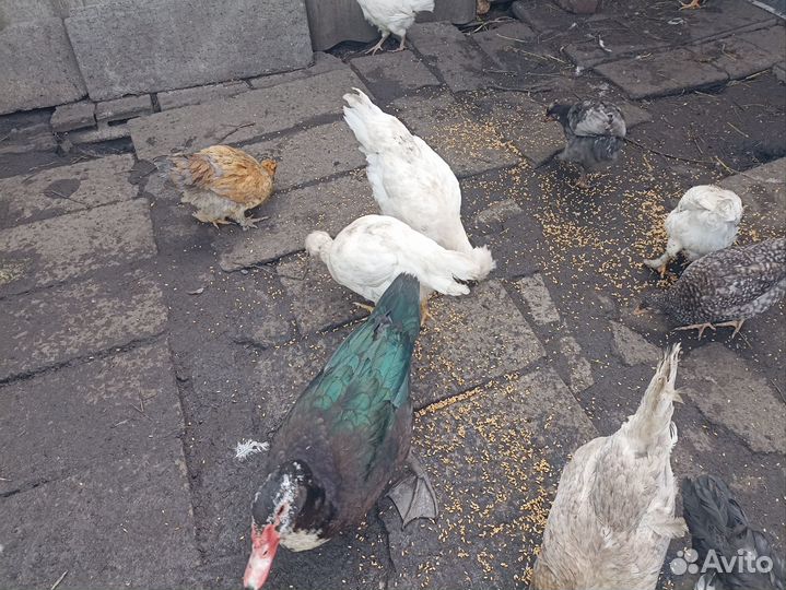 Куры молодки, петухи