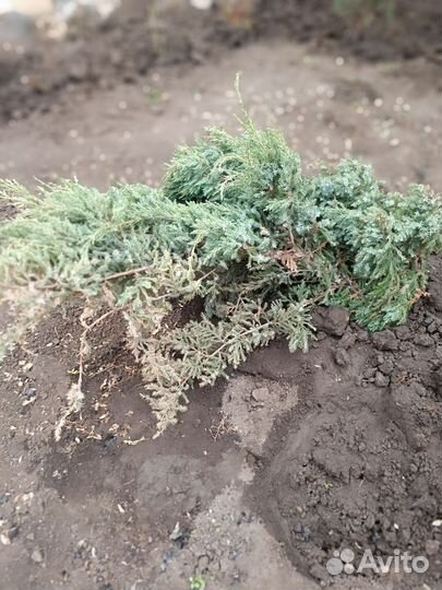 Можжевельник чешуйчатый