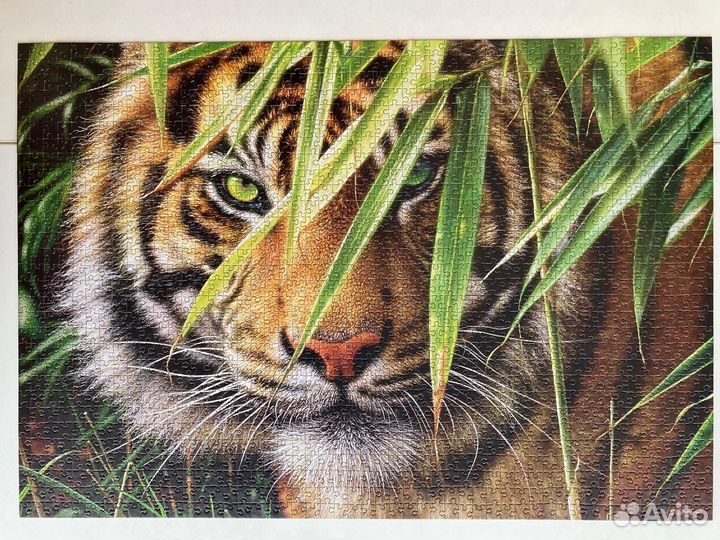 Пазл Castorland 1500 деталей тигр