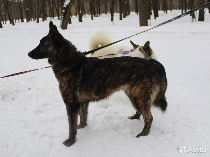 Юная девочка в добрые руки