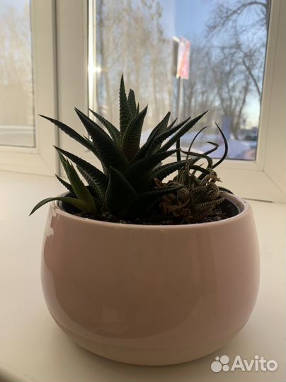 Сакуленты икея