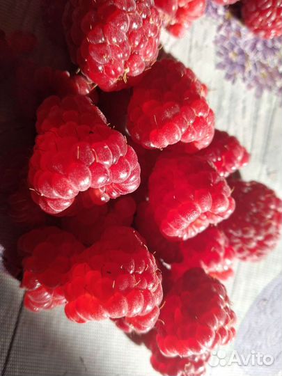 Саженцы малины рем.сортов