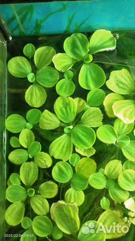 Водоросли для аквариума пистия, ракушки