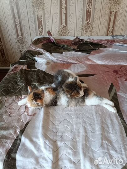 Отдам котят В добрые руки