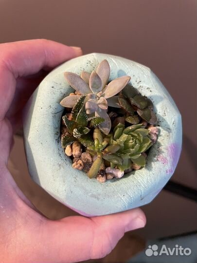 Суккуленты. Листайте фото