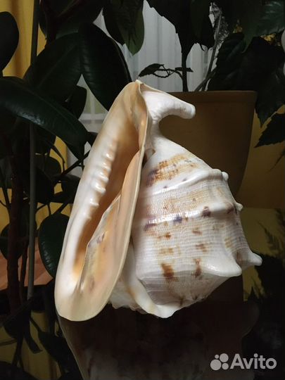 Ракушка интерьерная большая