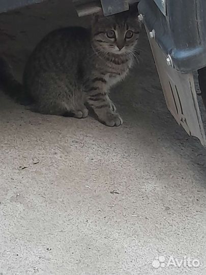 Котята в добрые руки бесплатно