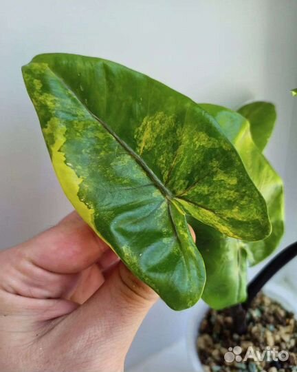 Алоказия блэк стэм жёлтая