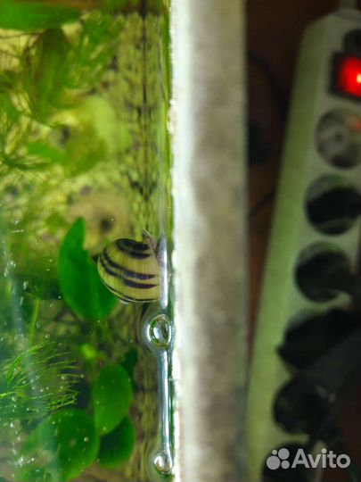 Улитки спикси