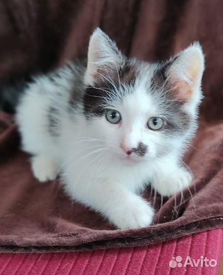 Котенок милашка Пятнашка 3 месяца в добрые руки