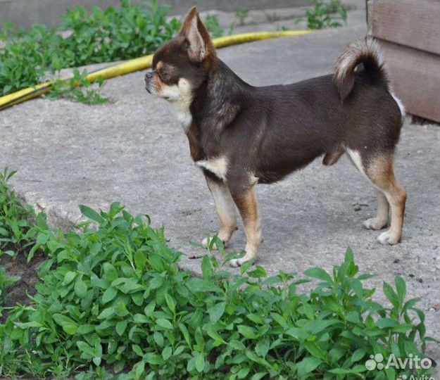 Щенки чихуахуа